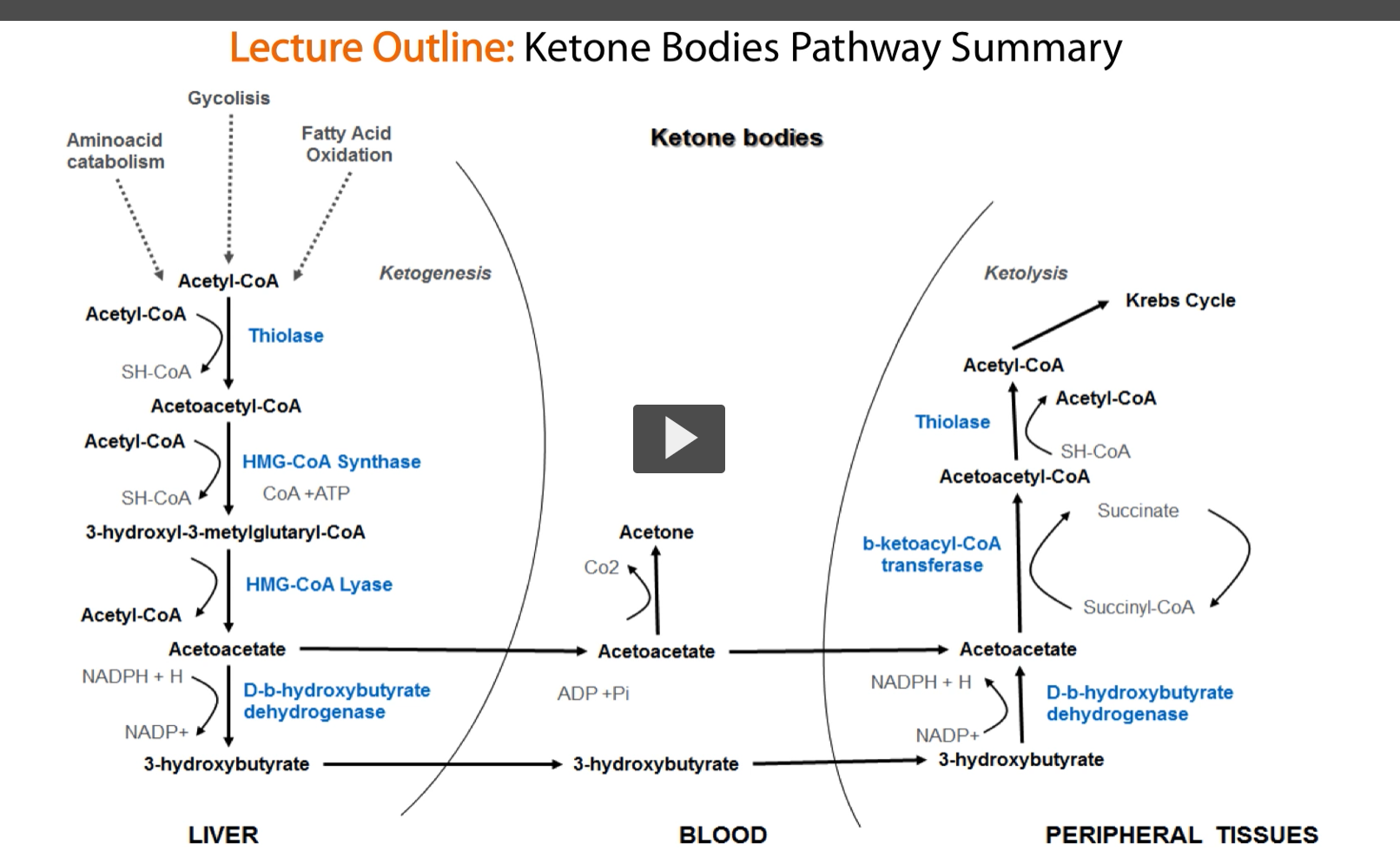 <p>This is the Outline of the pathway for keto-body formation and usage.</p><p>we are going to use this throughout the lecture to organize our thoughts.</p>