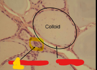 <p>Cells between follicles that produce calcitonin </p>