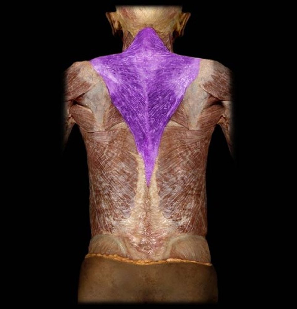 <p>Trapezius</p>