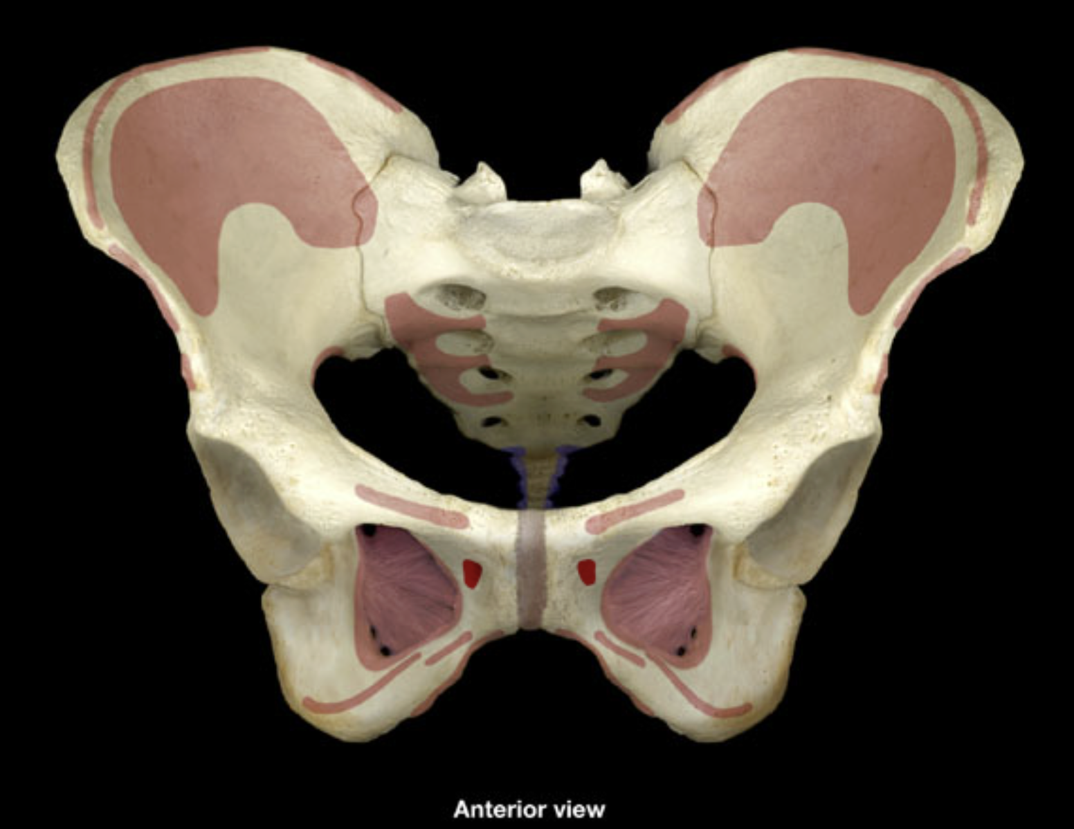 <p>body and inferior ramus of pubis</p>