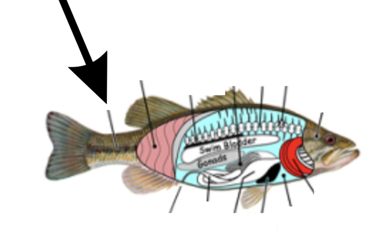 <p>What is this part on the fish?</p>