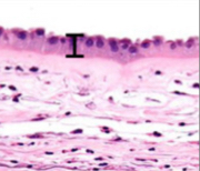 <p>Single layer of flat cells</p>