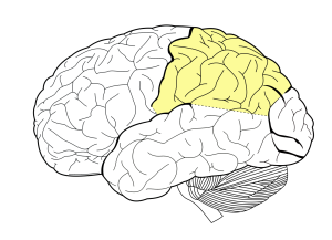 <p>What part of the brain is this?</p>