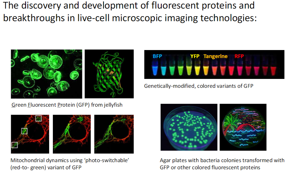 <p><strong>Discovery &amp; Development</strong><br> <strong>Green Fluorescent Protein (GFP)</strong> from <strong>jellyfish</strong><br> Creation of <strong>genetically modified colored variants</strong> of GFP</p><p><strong>Applications</strong><br> <strong>Bacteria colonies</strong> on agar plates expressing <strong>GFP or other fluorescent proteins</strong><br> Study of <strong>mitochondrial dynamics</strong> using <strong>photo-switchable GFP</strong> (red <span data-name="left_right_arrow" data-type="emoji">↔</span> green)</p><p><strong>Variants</strong><br> <strong>BFP</strong> – Blue Fluorescent Protein<br> <strong>YFP</strong> – Yellow Fluorescent Protein<br> <strong>Tangerine</strong> – Orange variant<br> <strong>RFP</strong> – Red Fluorescent Protein</p><p><strong>Key Point</strong><br> Fluorescent proteins allow <strong>visualization of dynamic processes</strong> in <strong>live cells</strong> using <strong>advanced microscopy</strong></p>