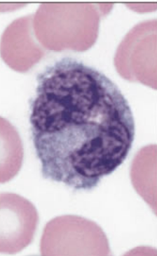 <p>How to identify monocytes?</p>