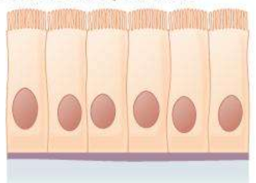 <p>What type of tissue is this?</p>