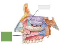 <p>Lacrimal bone (medial): this is the</p>