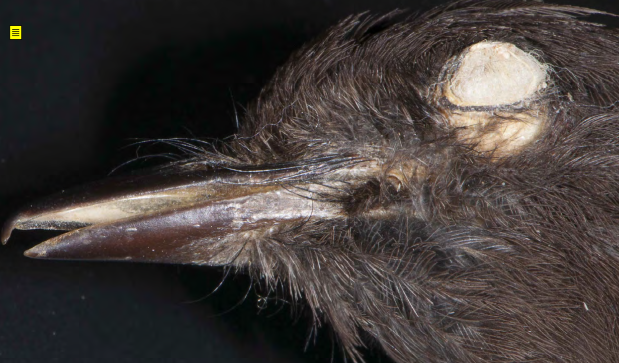 <p>Black Phoebe</p>