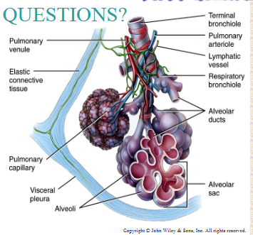 <ul><li><p>Trachea to the terminal bronchioles: conducting airways – they do not participate in gas exchange</p></li></ul><p>Alveoli participate in gas exchange </p><ul><li><p>Connected to respiratory bronchioles (simple cuboidal epithelium) and alveolar ducts (Simple squamous)</p></li></ul><p>Pulmonary lobule.: alveoli, alveolar sacs, respiratory bronchioles, alveolar ducts and a terminal bronchiole </p><ul><li><p>the functional unit of the lung </p></li><li><p>wrapped in elastic C.T.</p></li></ul><p>Alveoli: composed chiefly of type I alveolar cells, allowing for exchange of gases with pulmonary capillaries.</p><ul><li><p>Type II cells: secrete surfactant that prevents collapse of the alveoli during exhalation.</p></li></ul><p>Alveoli macrophages remove microscopic debris</p>