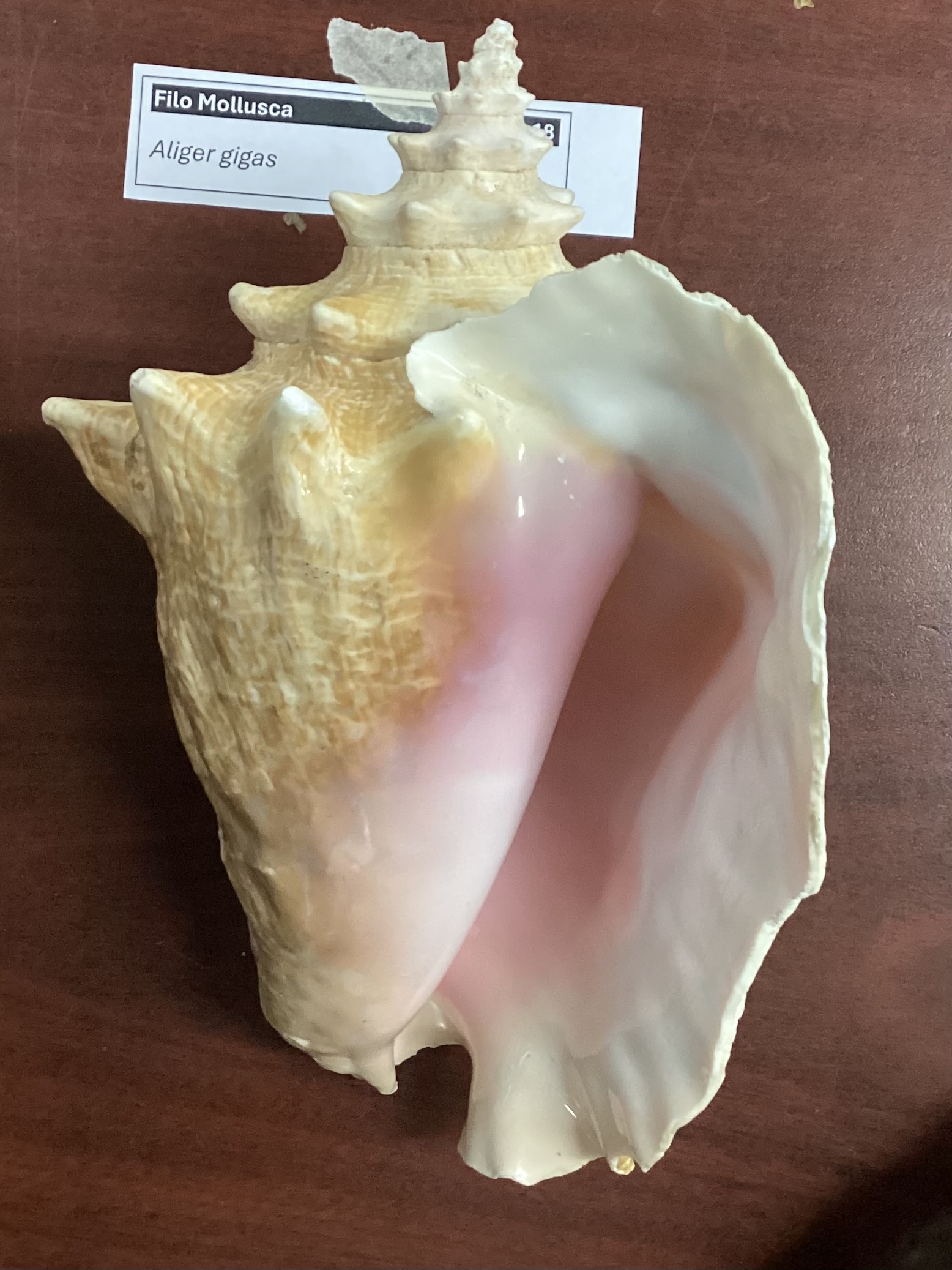 <p><strong>FILO<br>CLASE</strong><br><strong>SUBCLASE</strong><br><strong>ORDEN</strong><br><strong>FAMILIA</strong><br><strong>GÉNERO</strong><br><strong>NOMBRE COMÚN<br>CARACTERÍSTICAS</strong><br><strong>RÁDULA<br>ALIMENTACIÓN <br>HÁBITAT</strong></p>