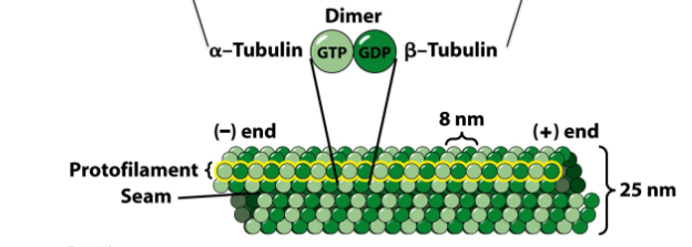 <ul><li><p>Microtubules = tubes = tubular polymers </p><ul><li><p><strong>αβ tubulin heterodimers</strong> (encoded by 2 genes) = ALWAYS STUCK TOGETHER (under normal conditions) </p><ul><li><p><strong>α-tubulin</strong> = <span style="color: red;"><u>DOES NOT hydrolyze GTP</u></span> (binds irreversibly)</p></li><li><p><strong>β-tubulin</strong> = <span style="color: green;"><u>DOES hydrolyze GTP </u></span></p></li></ul></li><li><p>Tube forms form from base (<u>vertically</u>) </p><ul><li><p><strong>Protofilament</strong> = single linear chain of tubulin heterodimers (lateral interactions = cylinder)</p><ul><li><p>13 protofilaments = 1 microtubule </p></li><li><p>Polar → MT = polar </p></li></ul></li></ul></li></ul></li><li><p><span style="color: red;">(-) end</span> = slow growing = ringed with <strong>α-tubulin</strong></p><ul><li><p>IN VIVO = Usually capped + embedded in MTOC/centrosome </p></li></ul></li><li><p><span style="color: green;">(+) end</span> = fast growing = ringed with <strong>β-tubulin</strong></p><ul><li><p>Dynamics primarily @ (+) end</p></li></ul></li></ul><p></p>