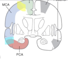 <p>label the highlights and grey structures</p>