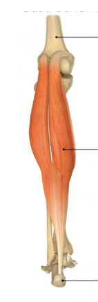 <p>Name &amp; function</p>