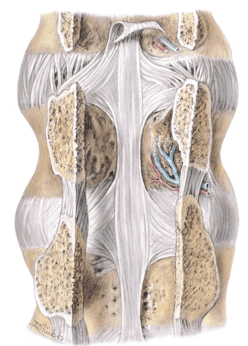 <p>the intervertebral discs and the posterior aspect of the vertebral bodies from C2 to sacrum</p><ul><li><p>located within the vertebral canal (anterior to the spinal cord)</p></li></ul><p></p>