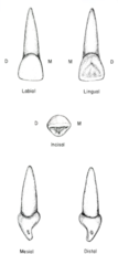 <p>appear much longer in proportion to the crown compared to centrals</p>