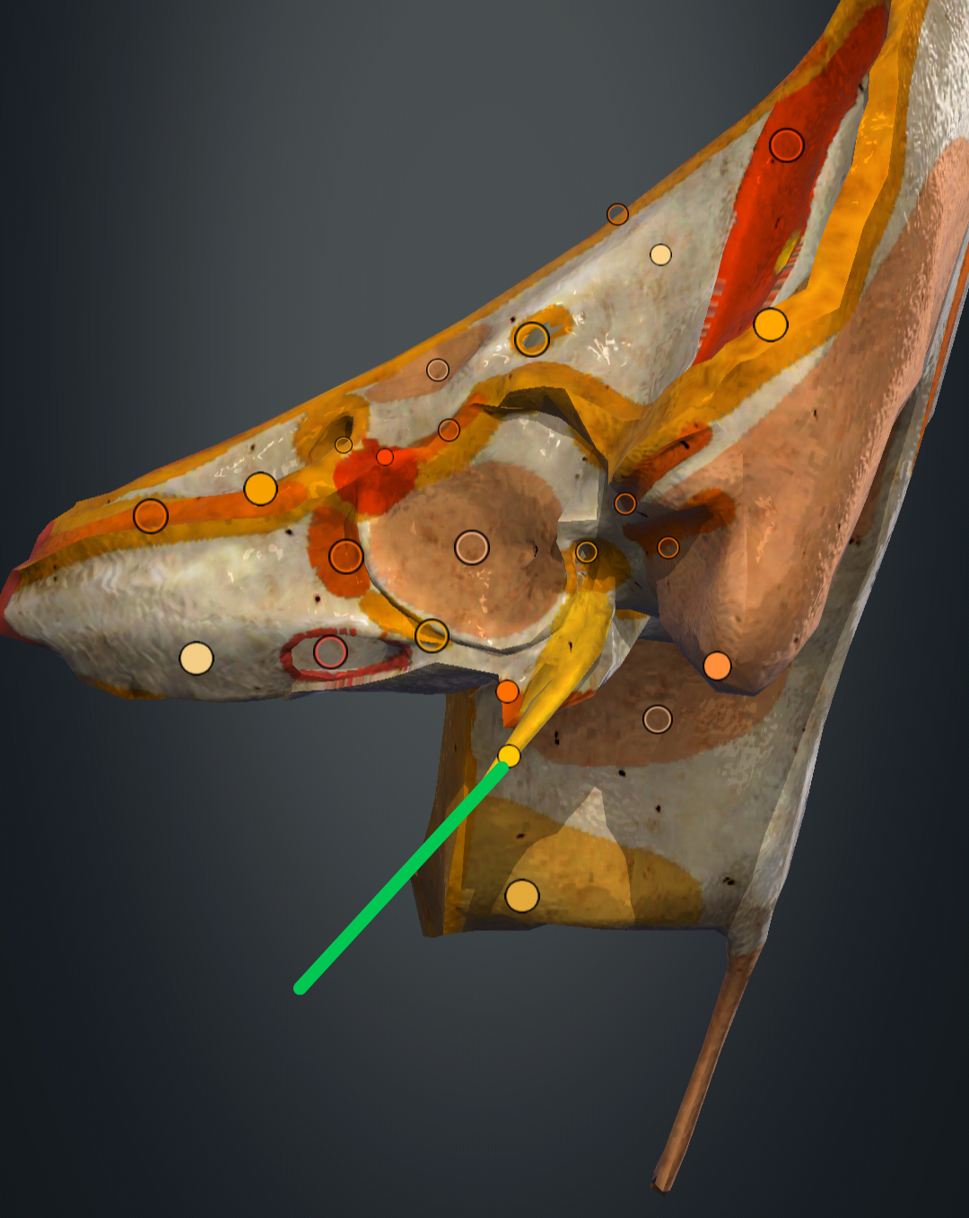 <p>processus styloideus</p>