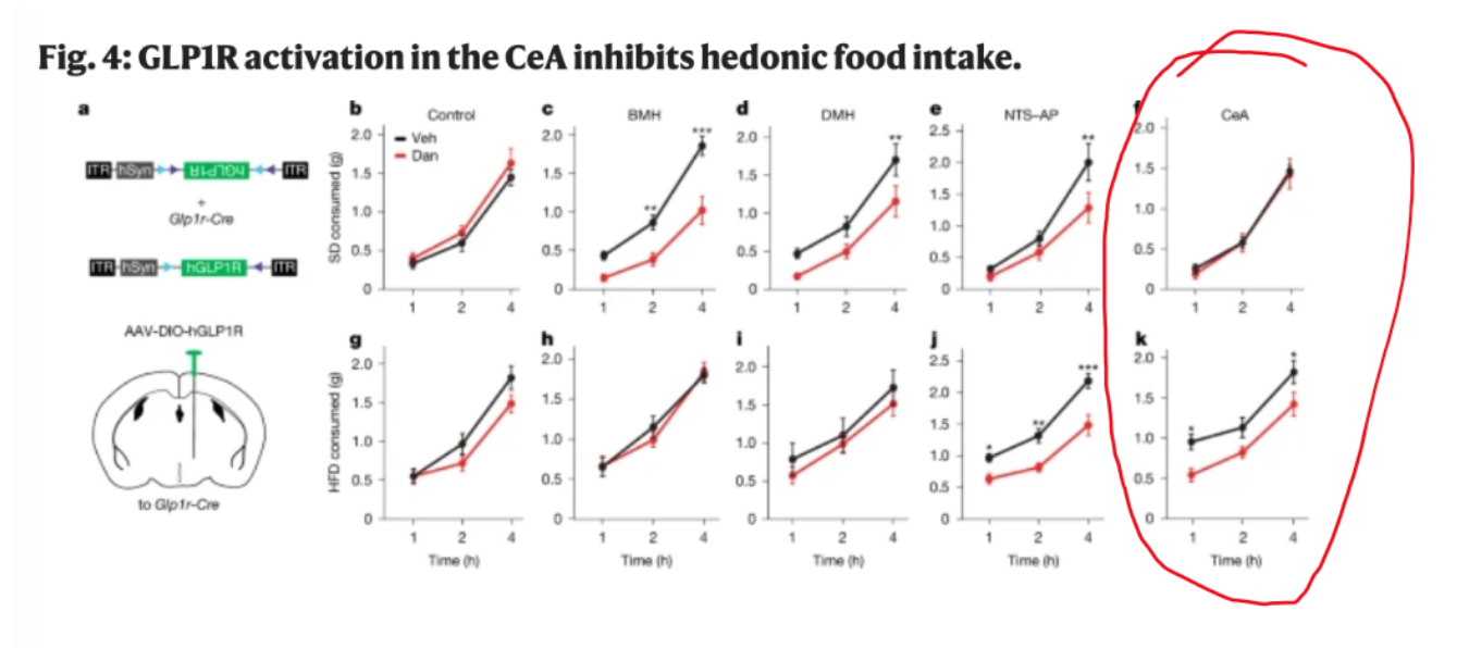 <p>GLP1 receptor activation in the central amygdala (reward center) inhibits hedonic (pleasure seeking) food intake! </p><p>Essentially, it stops the drive to eat high fat diet, which when fed <em>ad libitum </em>(without restriction) to untreated rodents will lead to obesity.</p>