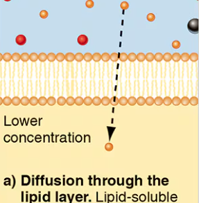 <p>Membrane passive transport</p>