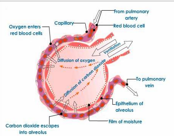 <p><span>3.</span><span style="font-family: "Tw Cen MT";">The walls of the alveoli &amp; capillaries are only 1 cell thick. The shorter the diffusion distance, the faster diffusion occurs.</span></p><p><span>4.</span><span style="font-family: "Tw Cen MT";">The walls of the alveoli &amp; capillaries are moist. The lungs are deep inside the body to prevent evaporation. </span><span>The gases must dissolve in fluid for the diffusion to occur.</span></p><p style="text-align: left;"></p>