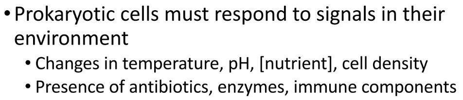 <ol><li><p>Signals can act directly as effector molecules</p></li></ol><ul><li><p>Inducers bind to transcription factors and turn transcription on</p></li></ul><ol start="2"><li><p>Signals can act indirectly by binding to cell surface receptors</p></li></ol><ul><li><p>Initiate intracellular signalling pathways to alter gene expression</p></li></ul><p></p>