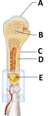 <p>What material makes up most of the structure at A? &nbsp; &nbsp;</p>