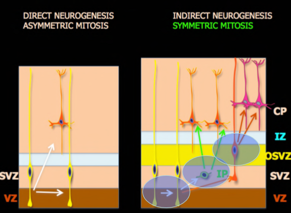 <ul><li><p>direct (assymetrical)</p><ul><li><p>from radial cells to neurons</p></li><li><p>one stays in ventricular zone for more divisions</p></li></ul></li><li><p>indirect (symmetrical)</p><ul><li><p>radial to intermediate progenitors to neurons</p></li></ul></li></ul><p></p>