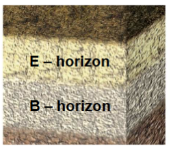 <p><strong>E-horizon:</strong> (in Canada: called Ae)</p><p>• Mostly mineral particles with</p><p>little organic matter</p><p>• Light color, grey</p><p>• Zone where soluble substances are leached away by rain water</p>