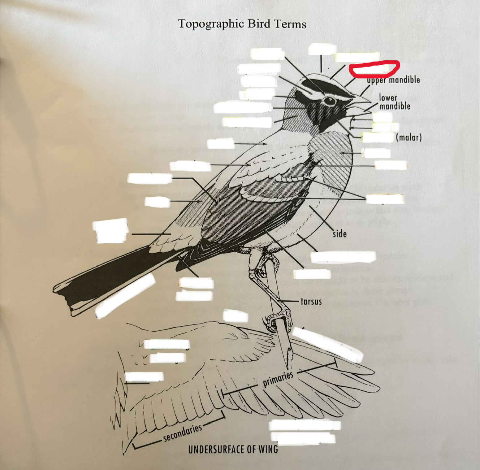 term image