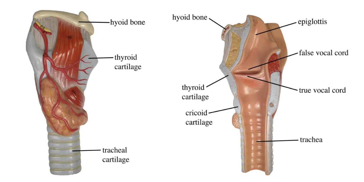 <ol><li><p>Hyoid Bone</p></li><li><p>Thyroid Cartilage</p></li><li><p>Tracheal Cartilage</p></li><li><p>Hyoid Bone</p></li><li><p>Thyroid Cartilage</p></li><li><p>Cricoid Cartilage</p></li><li><p>Epiglottis</p></li><li><p>False Vocal Cord</p></li><li><p>True Vocal Cord</p></li><li><p>Trachea</p></li></ol><p></p>