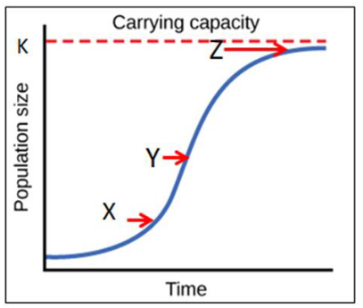 <p>24. Consider the population growth curve below:</p><p>Rank the points (X, Y, Z) in order from LOWEST recruitment rate value to GREATEST recruitment rate</p><p>value:</p><p>A. X, Y, Z</p><p>B. Y, Z, X</p><p>C. Z, X, Y</p><p>D. X, Z, Y</p><p>E. Y, X, Z</p>