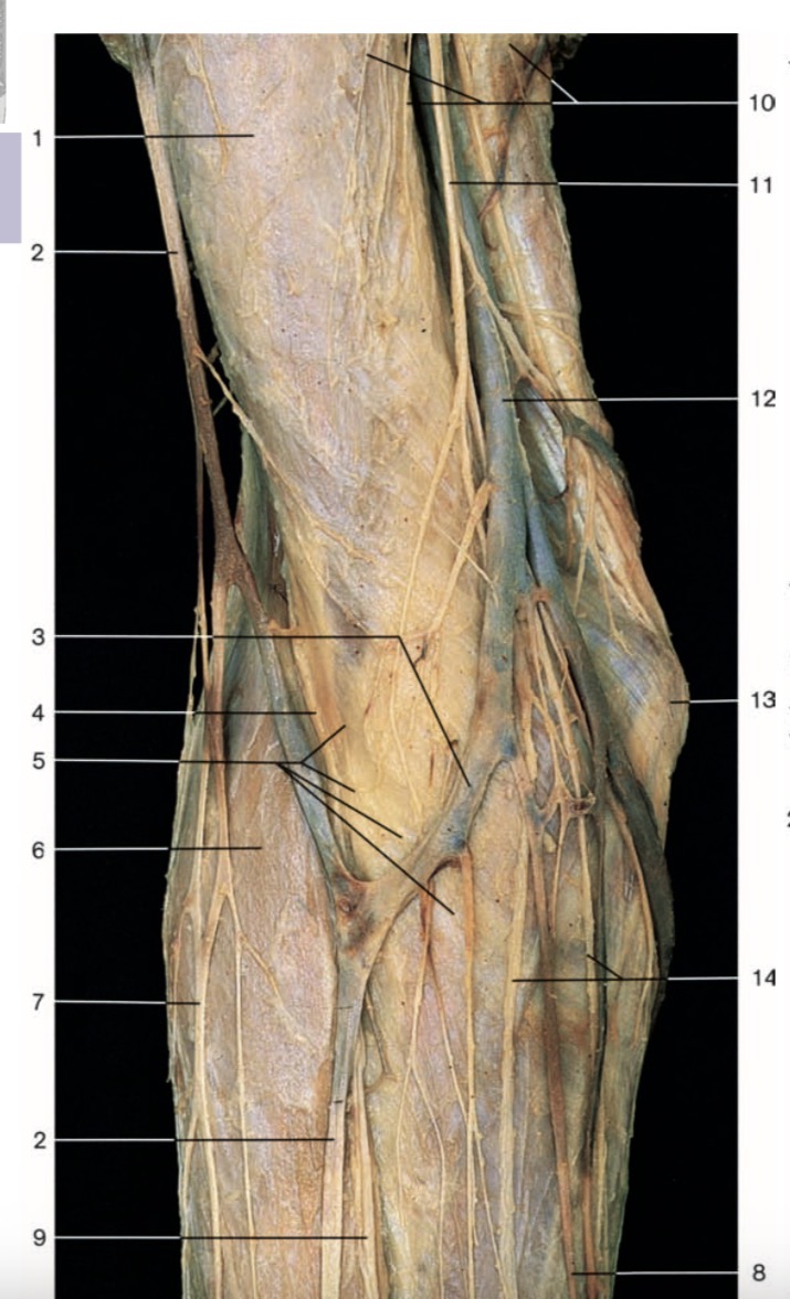 <p>Pinche 12</p>