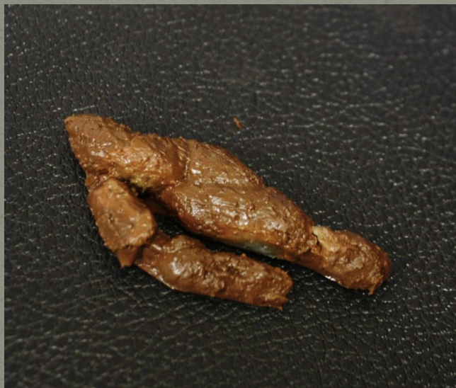 <p>Identify this scat</p>