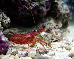 <p>- Up to 7 cm</p><p>- Elongated red coloured body, with bright red streaks from head to tail</p><p>- Has bright blue spots on its back</p><p>- Black eyes</p>
