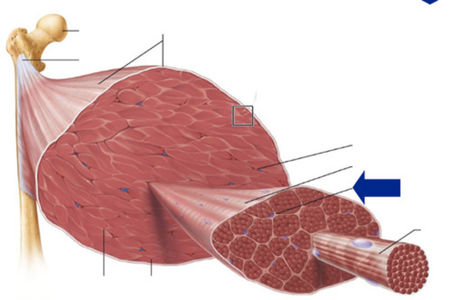 <p>Within a fascicle, each muscle fiber is surrounded by a fine sheath of loose connective tissue consisting mostly of reticular fibers</p>