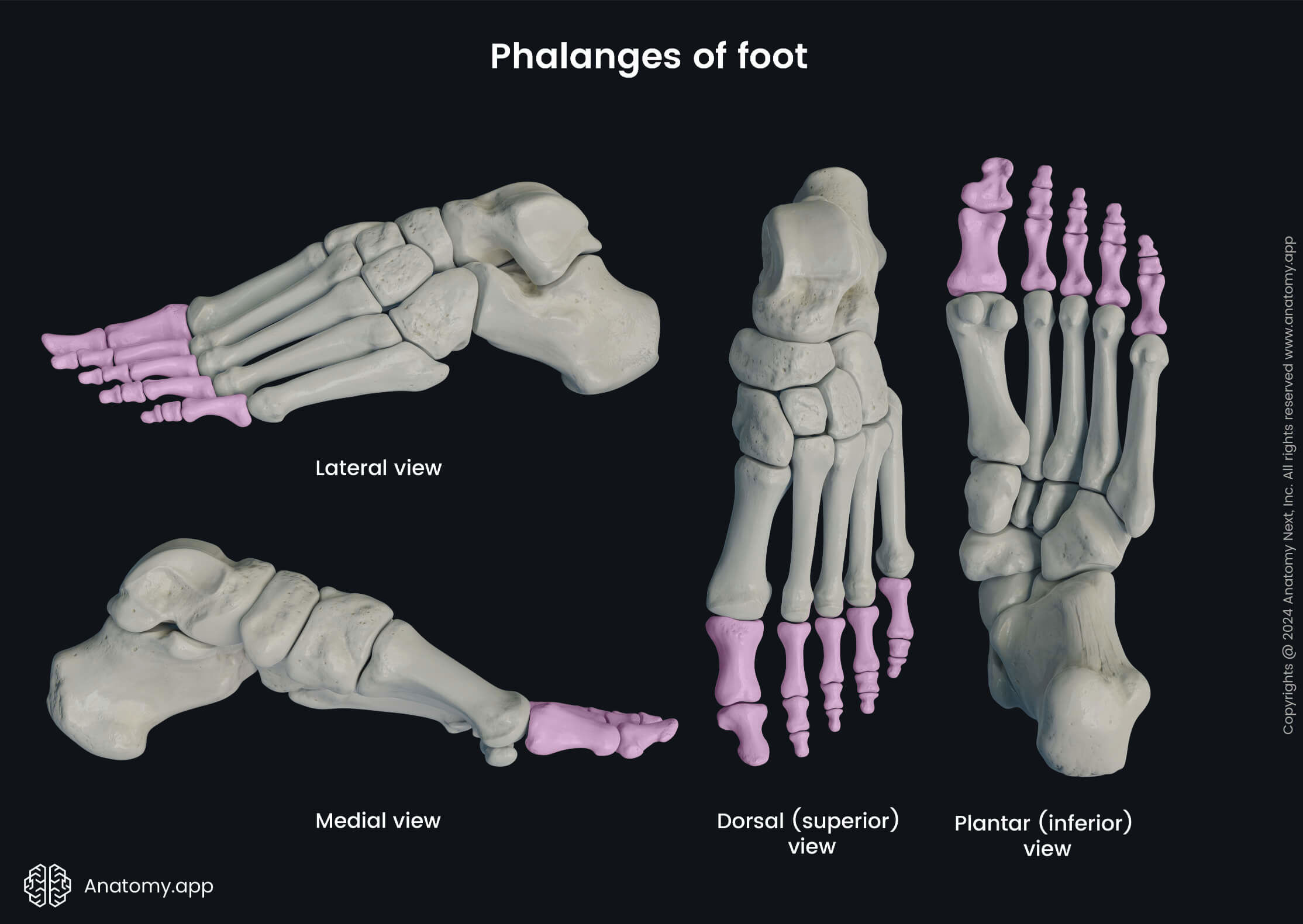 <p>The bones of the fingers and toes. ๐ VISUAL LOCATION: โ๐ฆถ The very tips of your hands and feet.</p><img src="https://upload.wikimedia.org/wikipedia/commons/thumb/5/5c/Phalanges.png/500px-Phalanges.png" data-width="50%" data-align="center" alt="Phalanges Location" style="display: block; width: 50%; margin-left: auto; margin-right: auto;"><p></p>