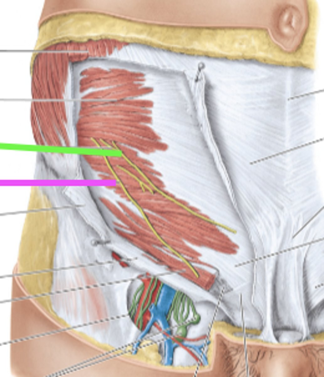 <p>what nerve is this? (green)</p>
