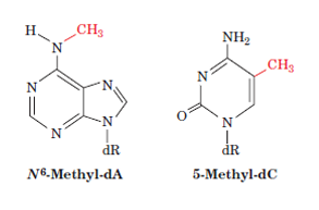 <p>Some DNA bases can be chemically modified by <strong>methylation</strong>.</p><p>Examples:</p><ul><li><p><strong>Adenine (dA)</strong> → <strong>N6-methyl-dA</strong></p></li><li><p><strong>Cytosine (dC)</strong> → <strong>5-methyl-dC</strong></p></li></ul><p>DNA methylation can affect gene function, especially when it occurs in <strong>promoter regions</strong>.</p><p>Usually, methylation in promoters <strong>represses gene transcription</strong>.</p>