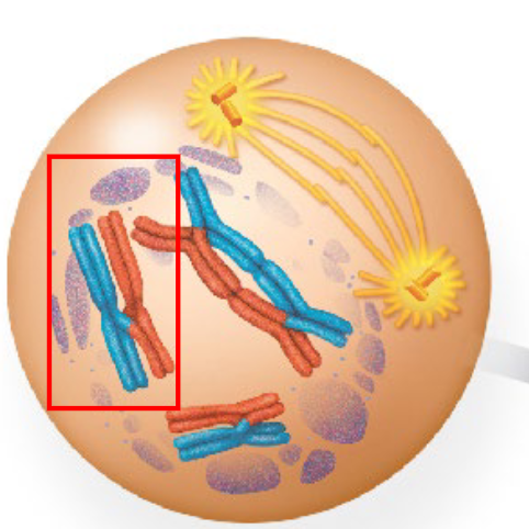 <p>Homologous chromosomes find each other and synapse (pair). Crossing over (recombination) occurs at the chiasmata (the place where the synapse is held) where exchanging DNA segments between non-sister chromatids. This is the longest meiotic phase—taking 90% of meiosis.</p>
