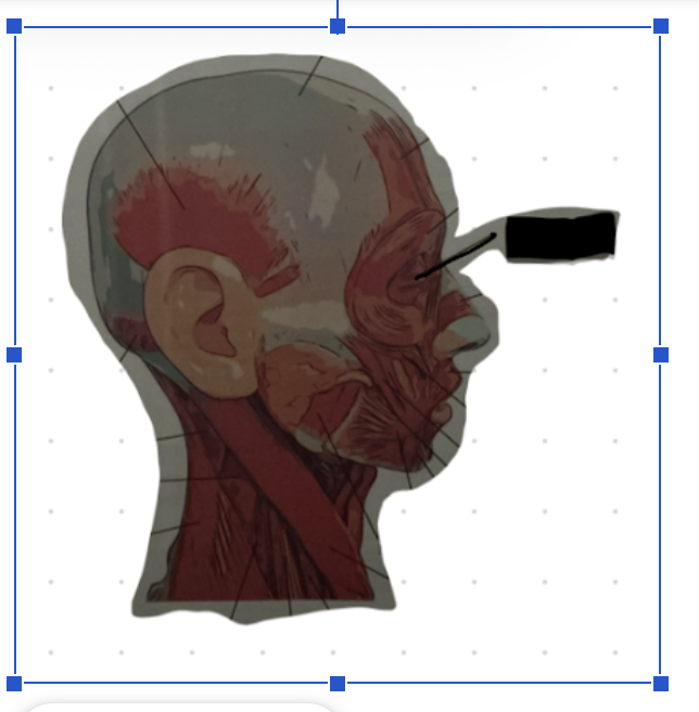 term image