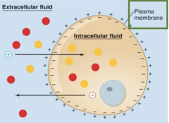 <p>- The combined difference in concentration and charge; influences the distribution and direction of diffusion of ions.</p>