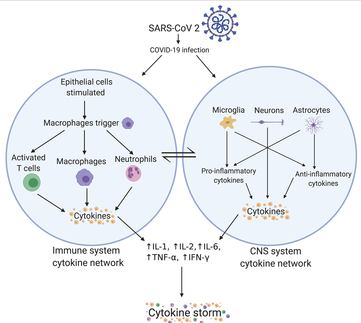 <ol><li><p><strong>COVID-19 ICU patients expressing higher levels of cytokines than those not admitted to ICU.</strong></p></li><li><p><strong>Deceased COVID-19 patients were found to have higher serum levels of C-reactive protein (CRP), IL-6 and ferritin </strong>(IL-6 raises both of these)<strong>, suggesting an <u>underlying hyperinflammatory response.</u></strong></p></li></ol><p></p>