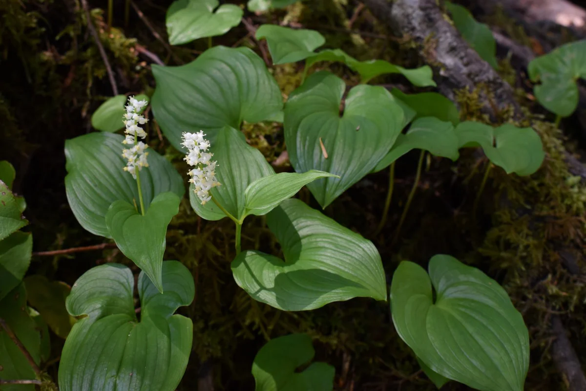 <p>monocot, usually 2 broadly heat shaped leaves, small white flowers in parts of 4, terminal cylindric cluster</p>