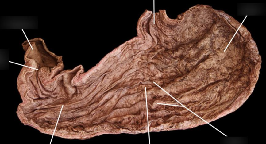 <p>what structures are the wrinkles </p>