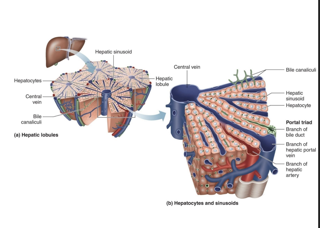 <p>-Most significant digestive function is bile production</p><p>-Bile aids in digestion by emulsifying fats (*break apart globs of fat)</p><p>-Bile also serves as a path for excretion of metabolic waste and excess cholesterol through the feces (*that can’t be filtered by kidneys easily)</p>