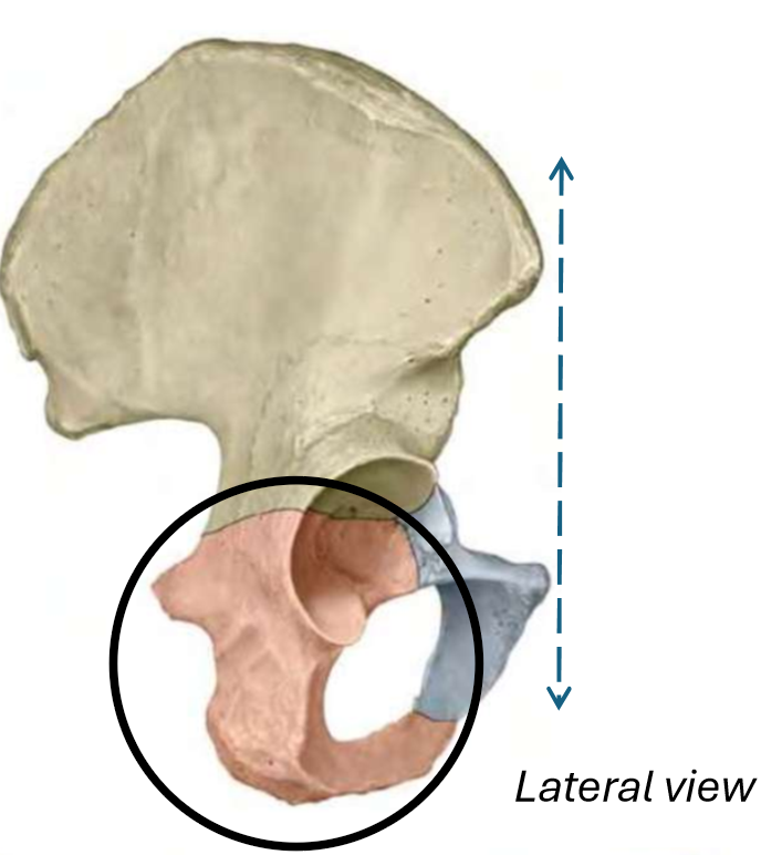 term image