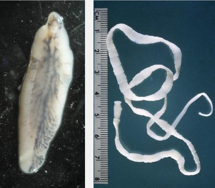 <p>The scientific and common name for these parasites</p>