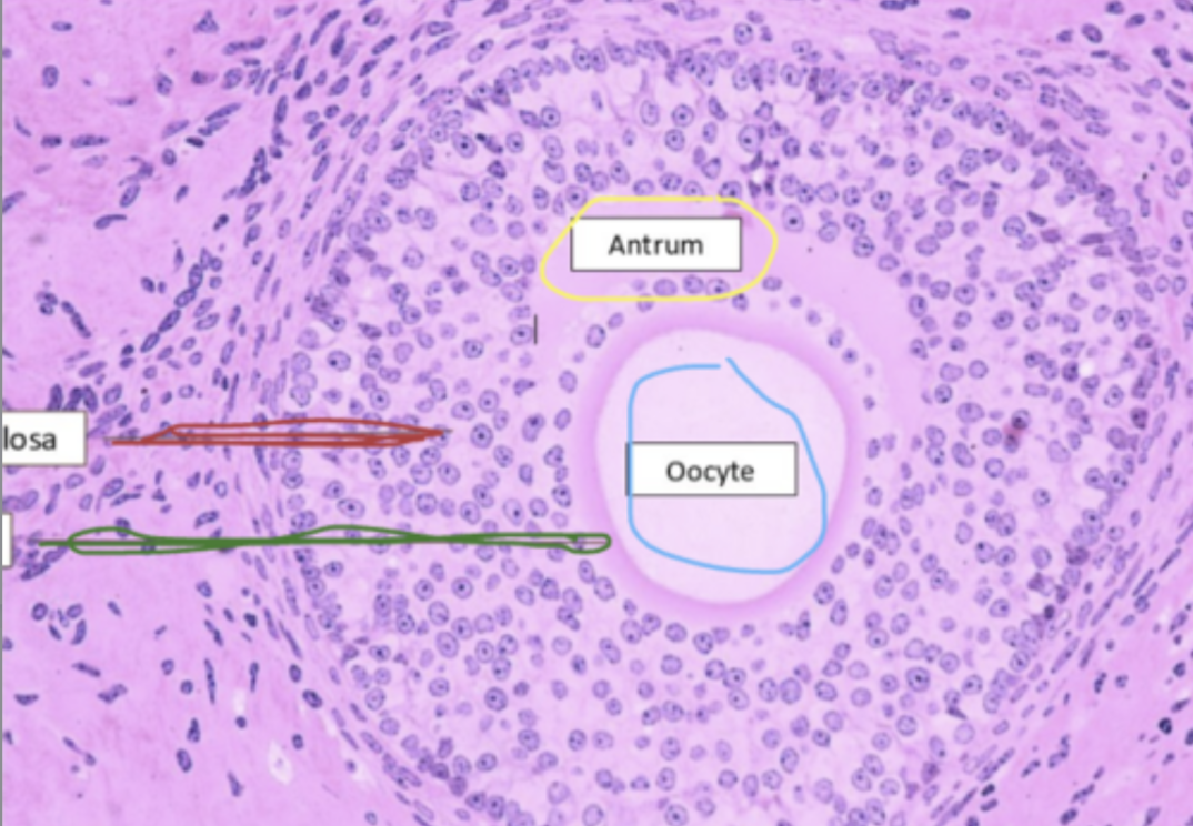 <p>What type of follicle? stage?</p>