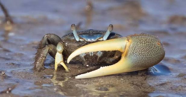 <p>What is the common name and scientific name of this organism </p>