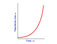 <p>Population increases by a fixed percentage every year. (J-shaped curve)</p>
