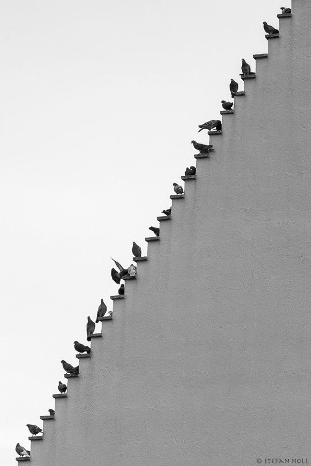 <p>oblique </p>